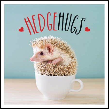 Hedgehugs